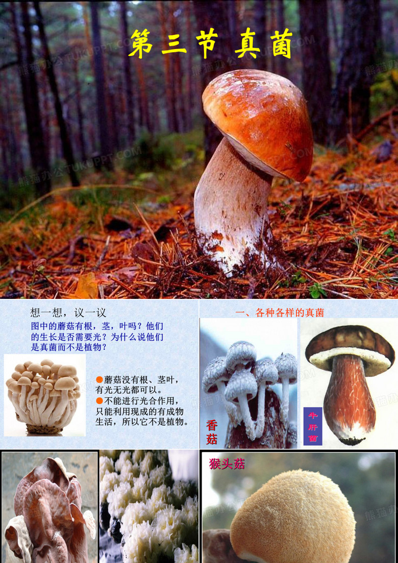 第三节_真菌