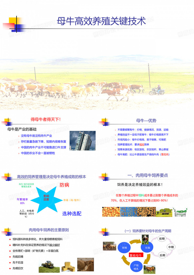 母牛高效养殖关键技术