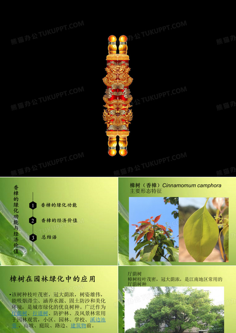 香樟知识汇报