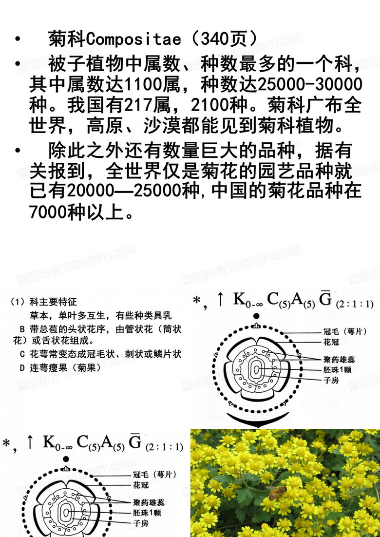 菊科植物实验