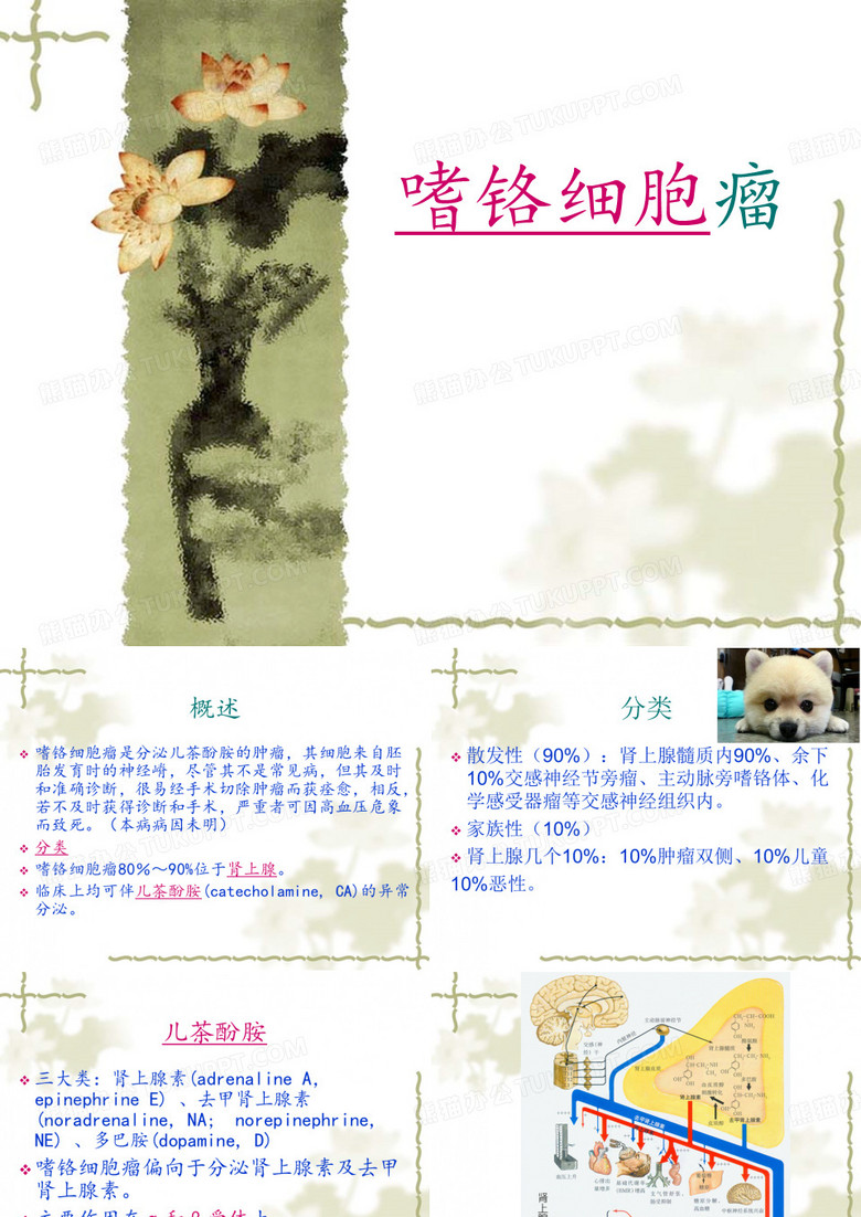 嗜铬细胞瘤