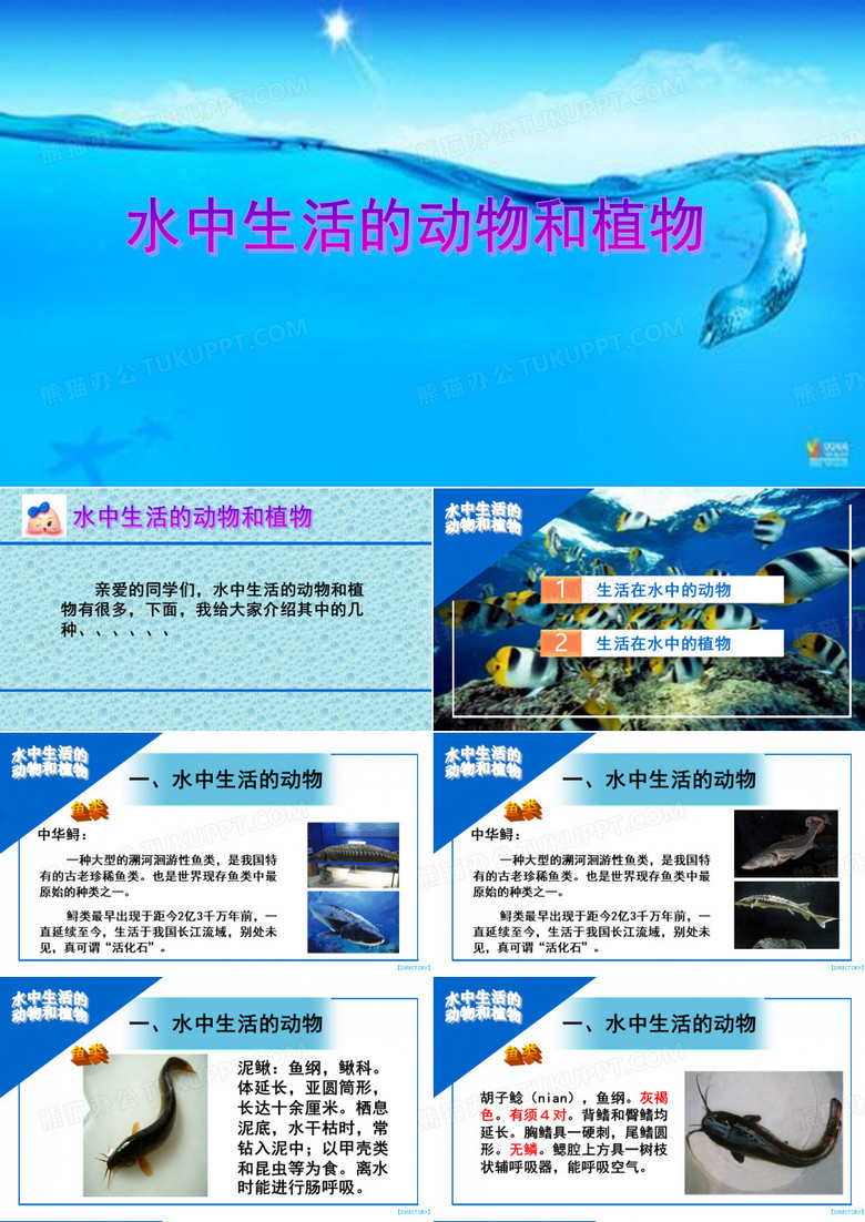 水中生活的动物和植物
