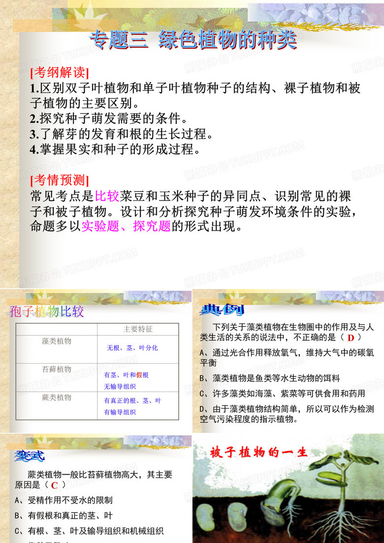 被子植物的一生