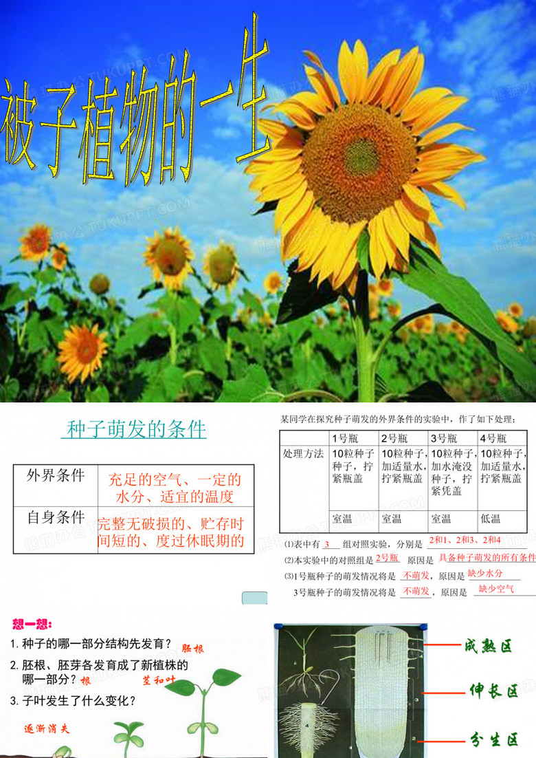 被子植物的一生
