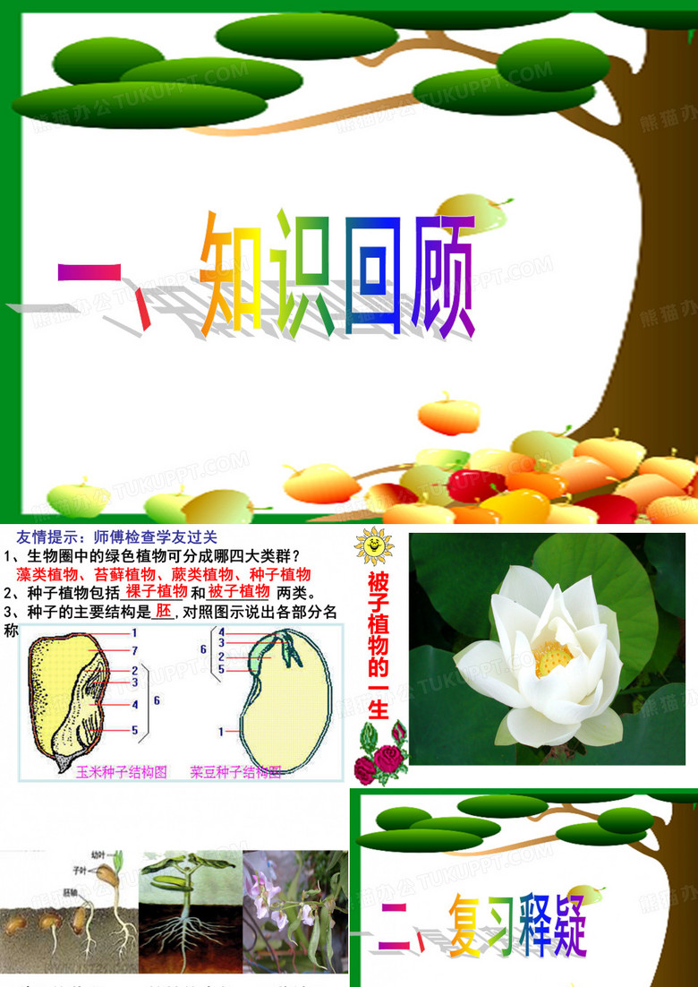复习被子植物的一生