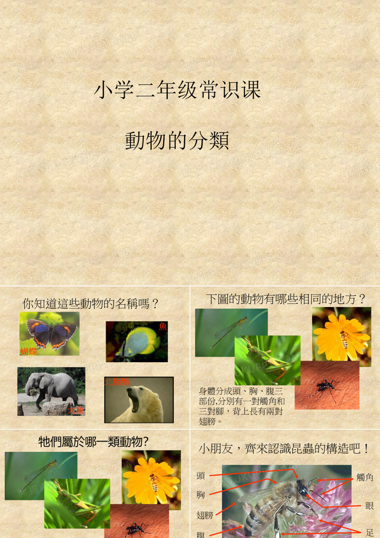二年级科学课件