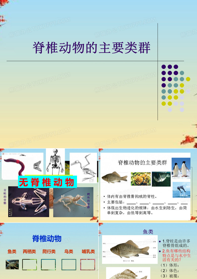脊椎动物的主要类群