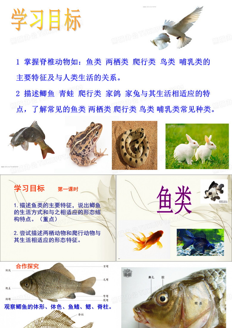 脊椎动物主要类群
