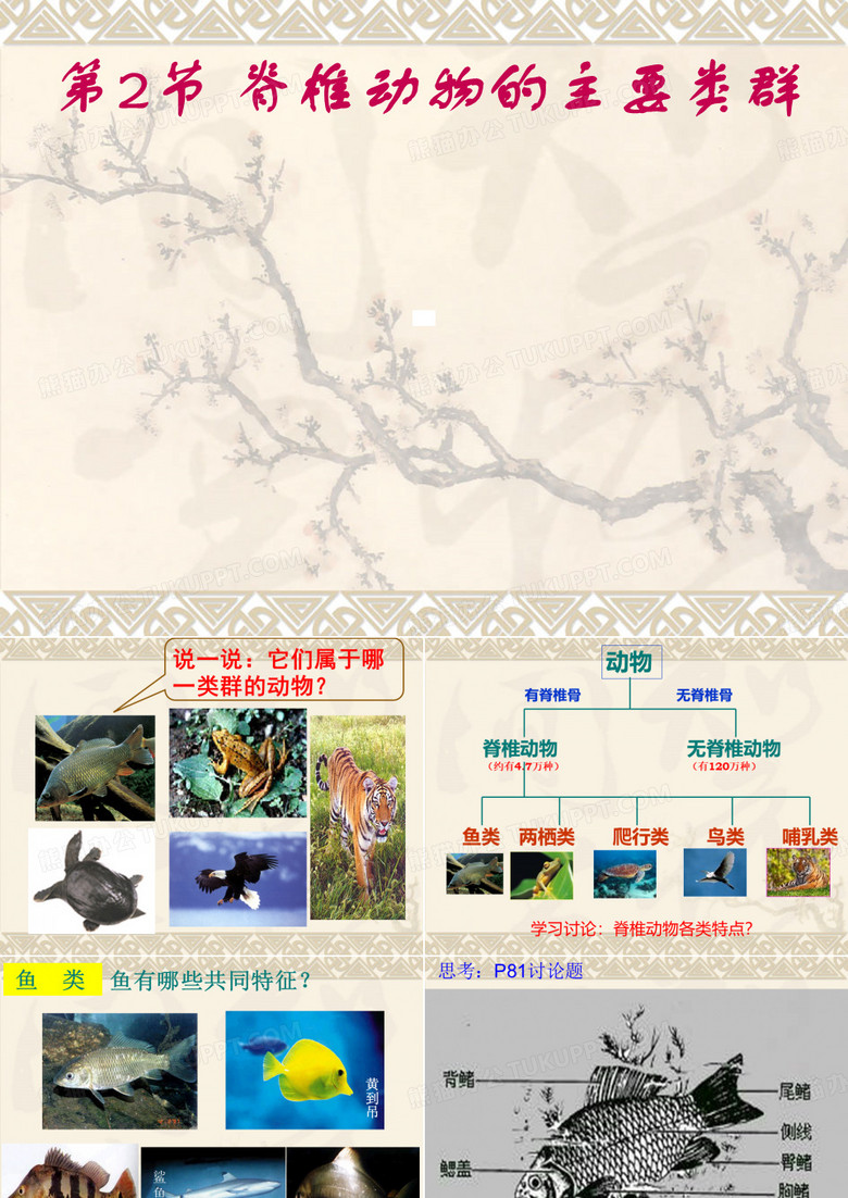 脊椎动物的主要类群