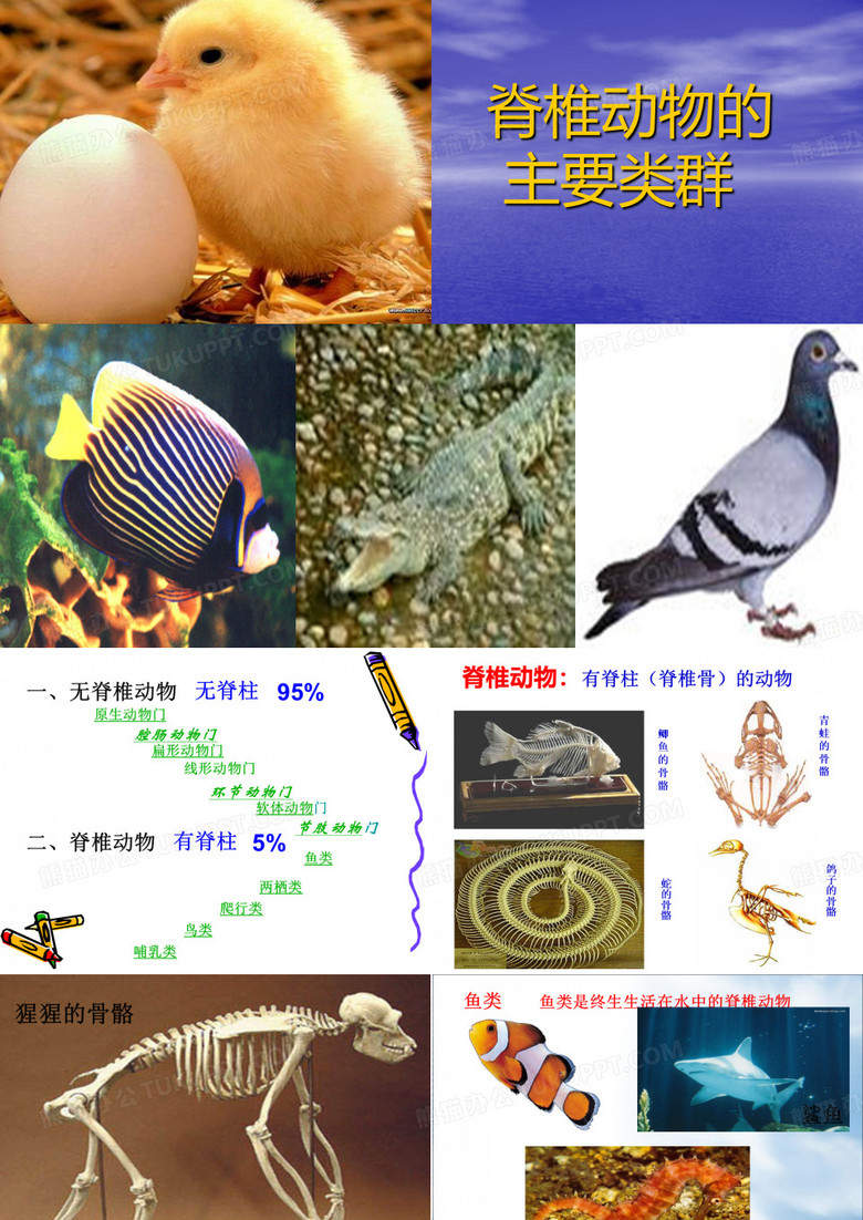 脊椎动物主要类群