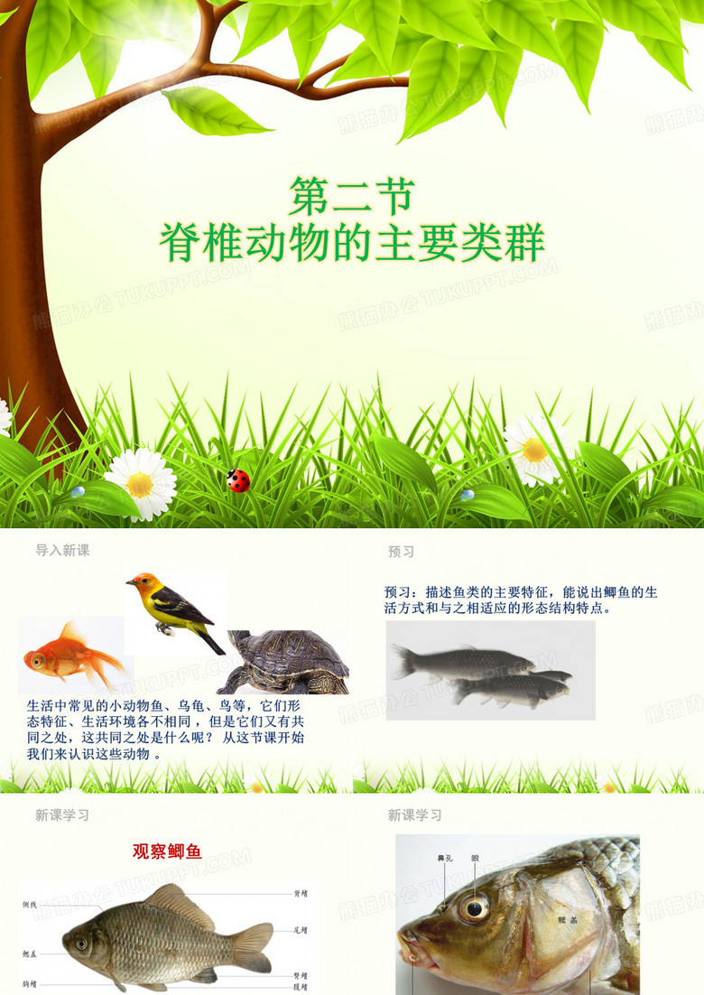 脊椎动物的主要类群