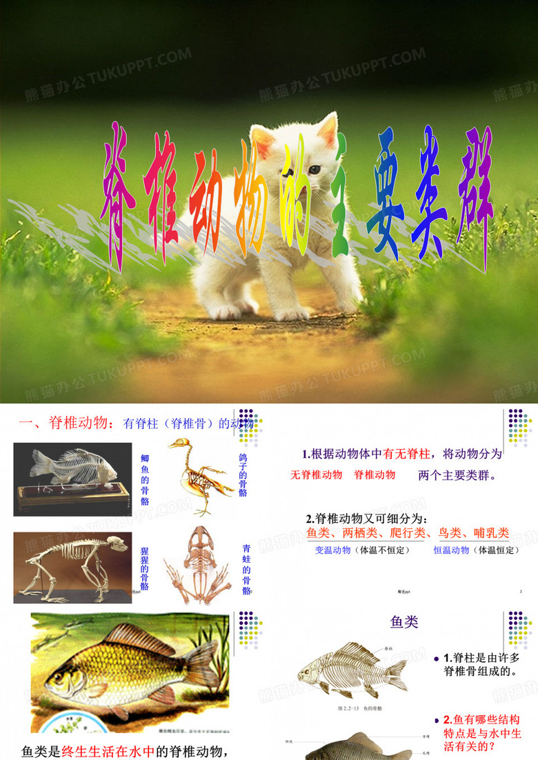 脊椎动物的主要类群