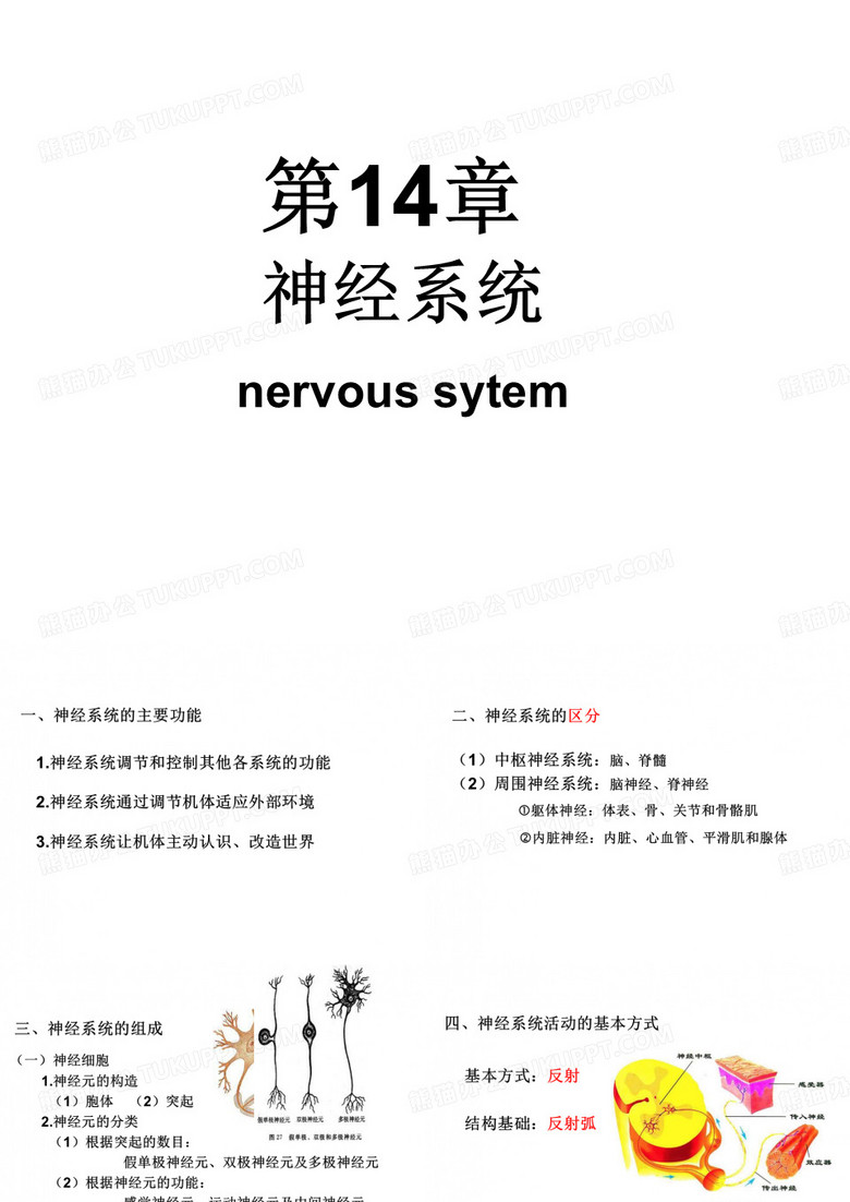 解剖学 神经系统