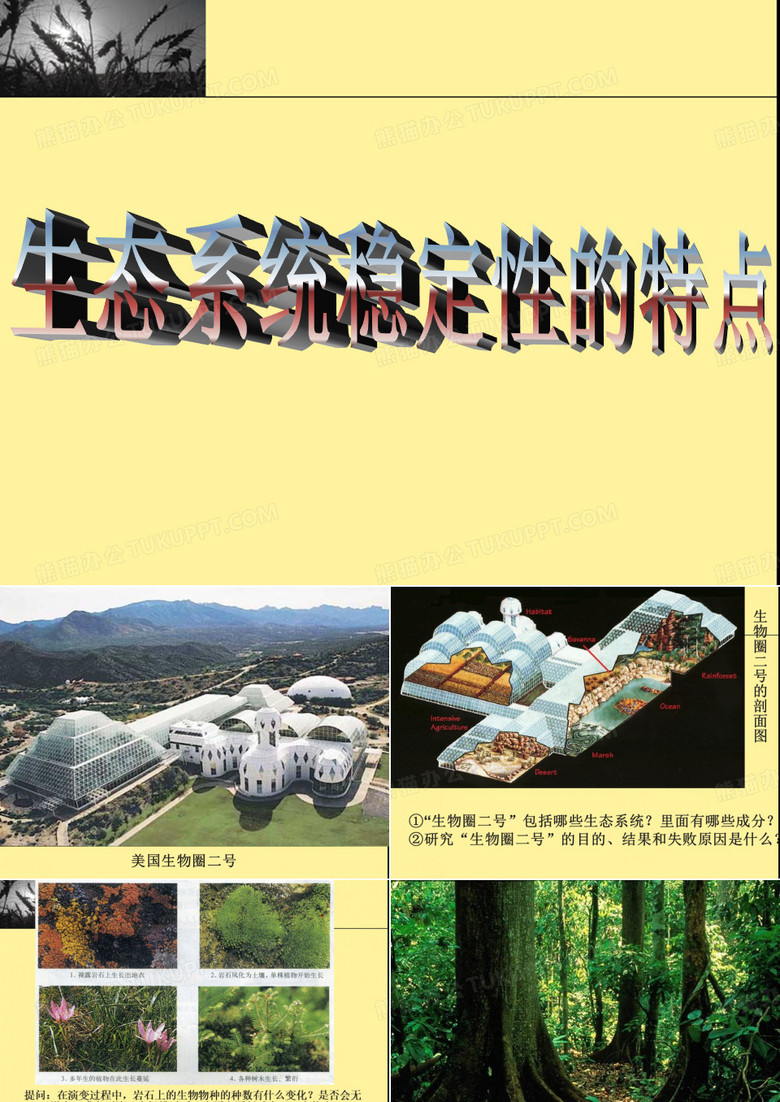 生态系统的稳定性及其原因