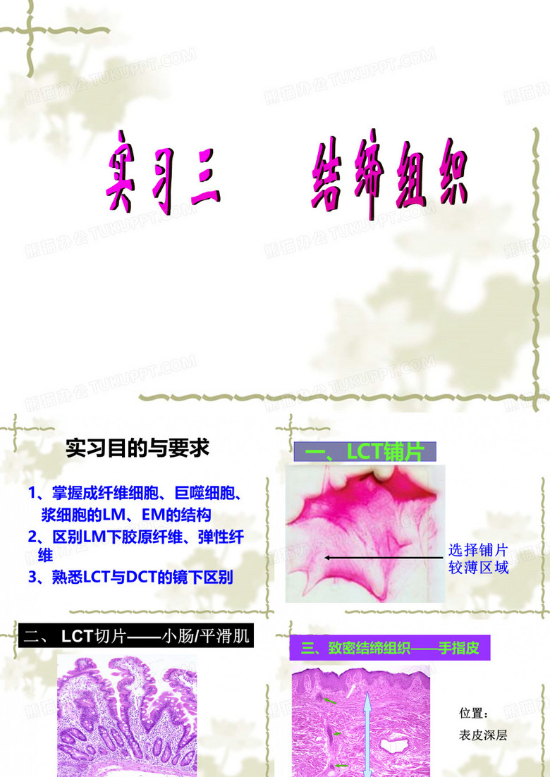 结缔组织(实验)