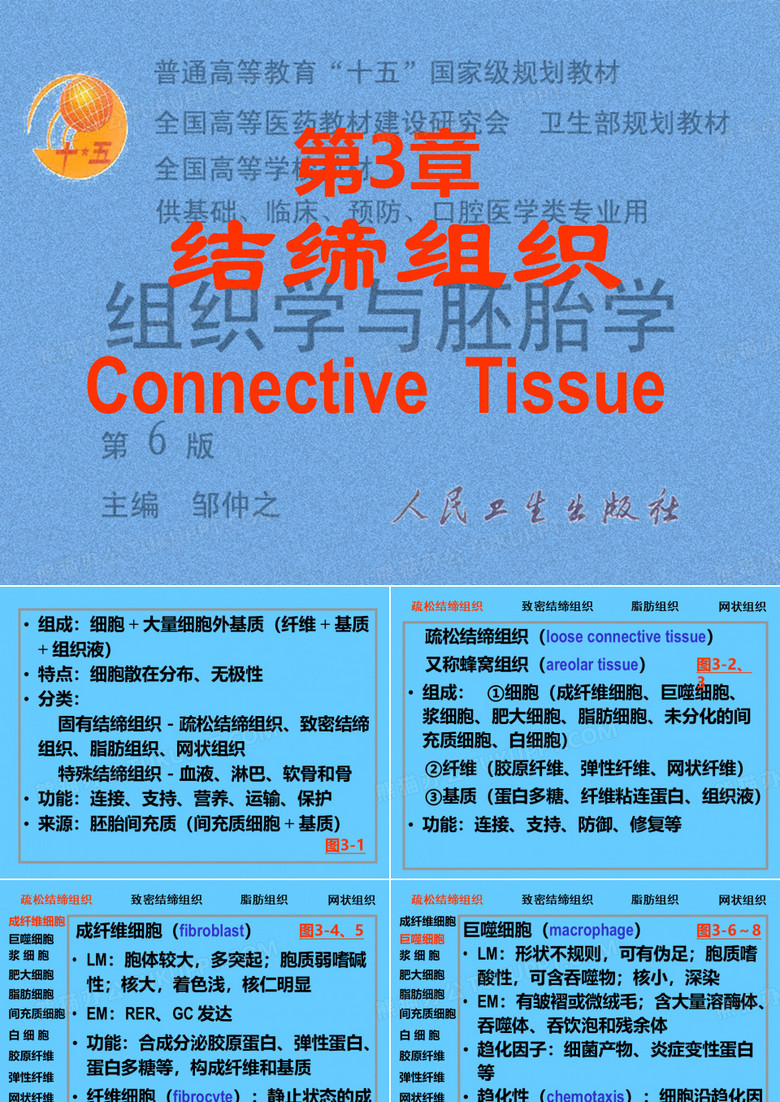 03结缔组织