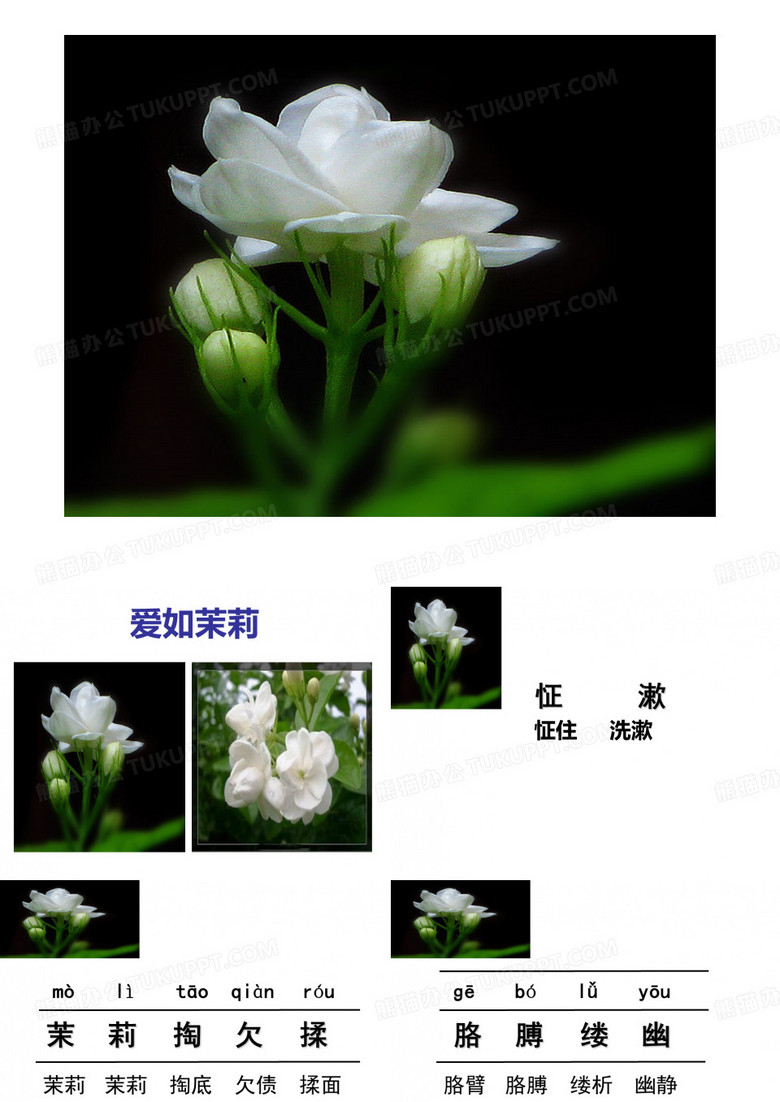 爱如茉莉第一课时