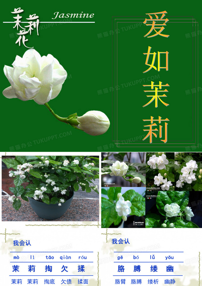 苏教版 爱如茉莉