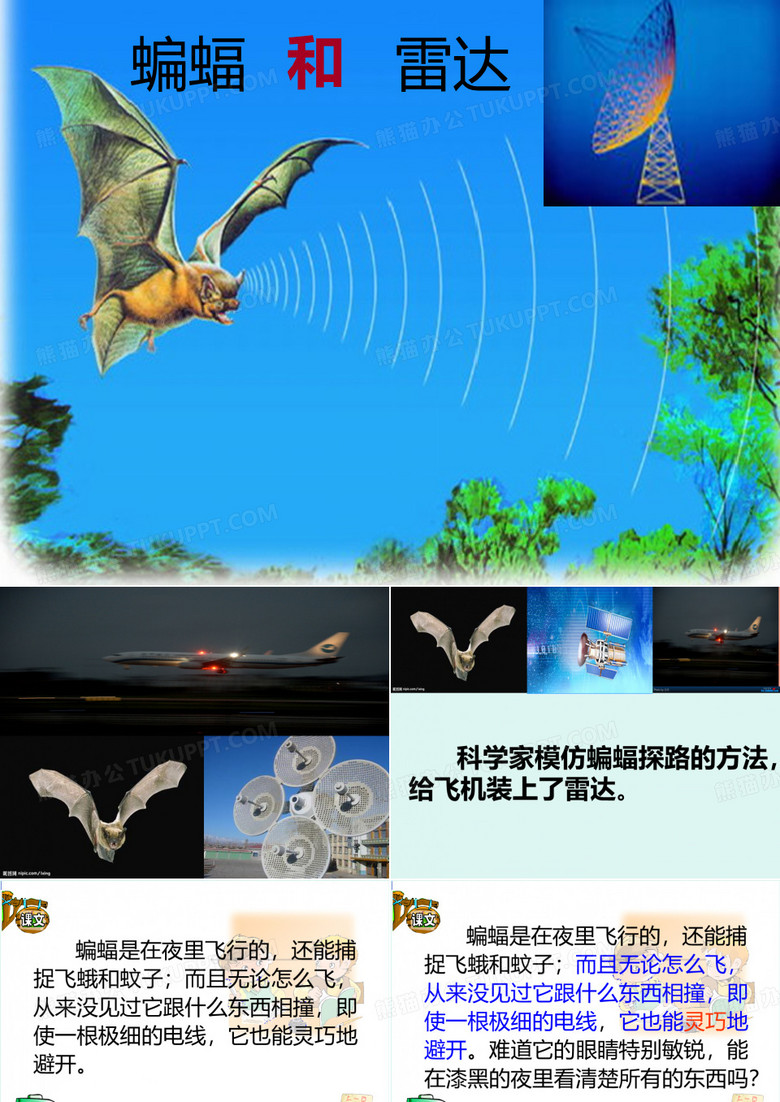 蝙蝠和雷达课件