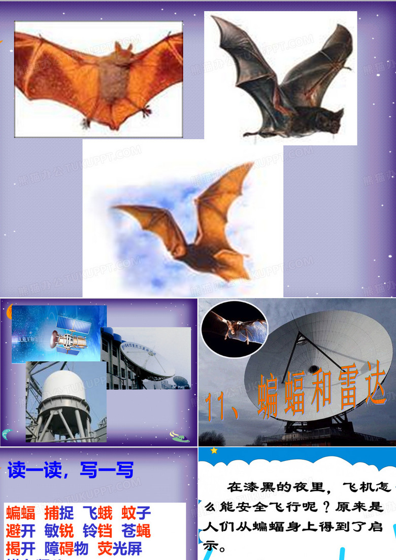 蝙蝠和雷达