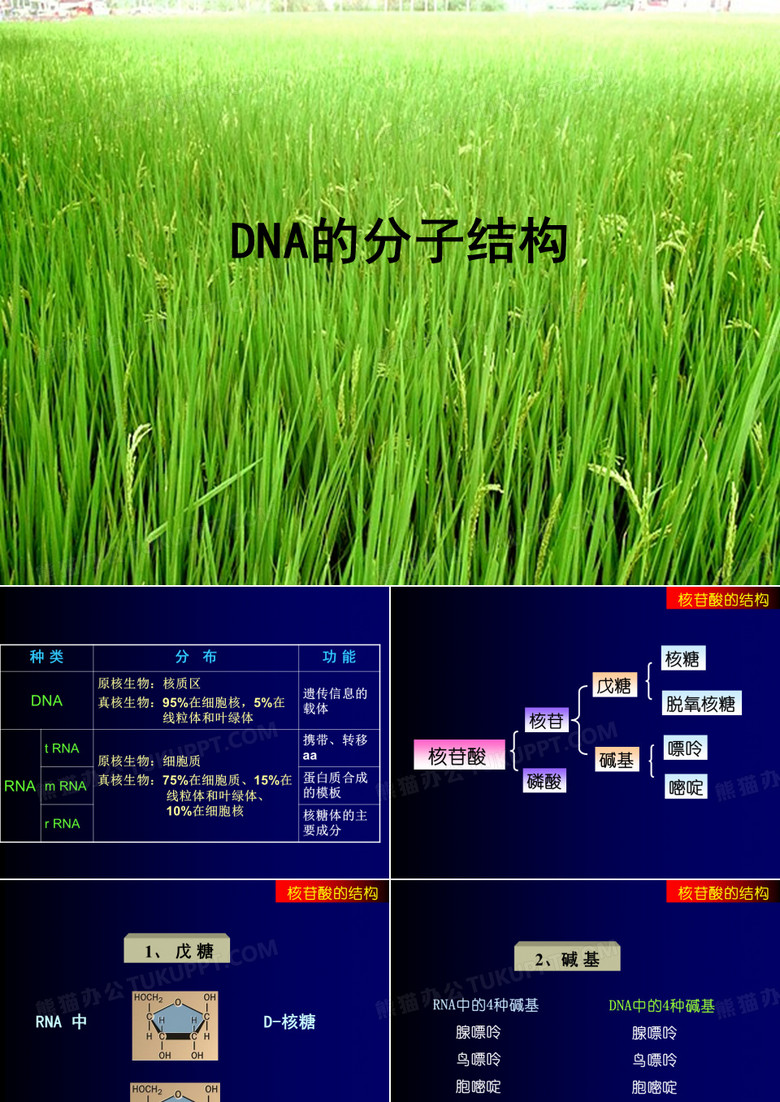 DNA的分子结构