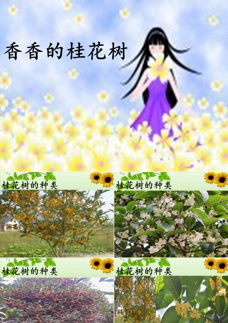 香香的桂花树