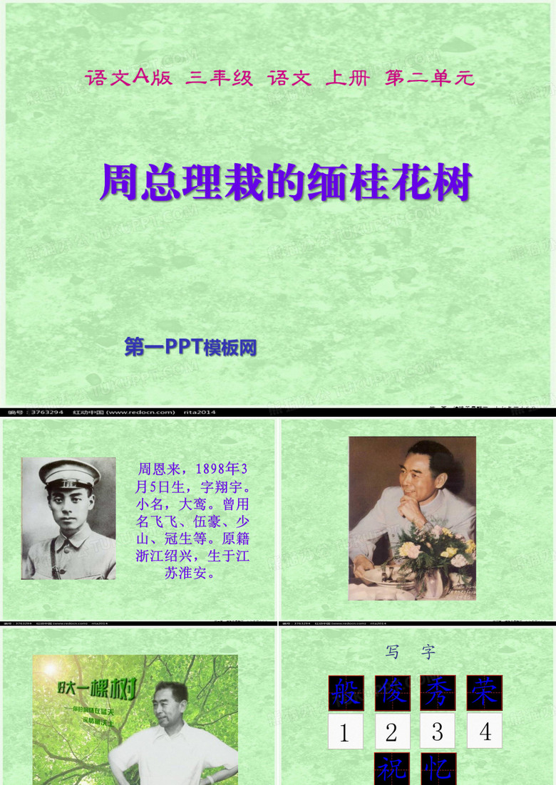 2周总理栽的缅桂花树