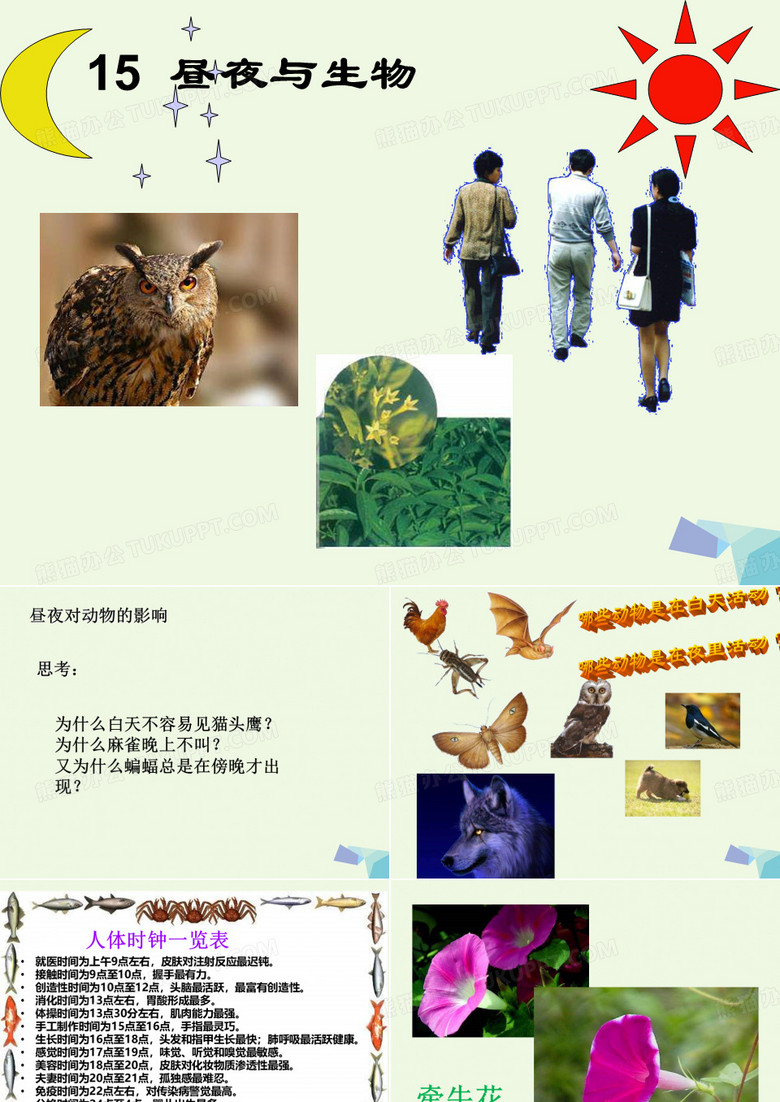 六年级科学上册昼夜与生物课件6青岛版