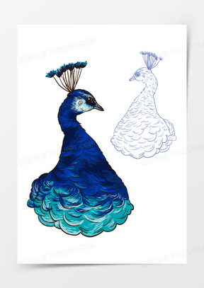 手绘线稿美丽蓝色半身孔雀