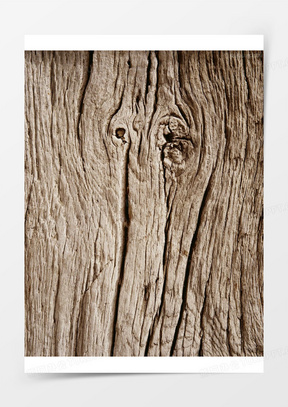 大树年轮时光奉献