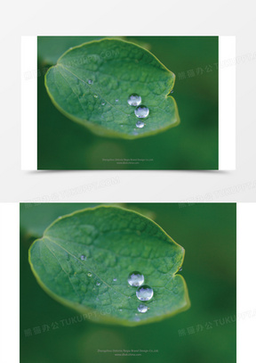 露水情缘露珠绿叶