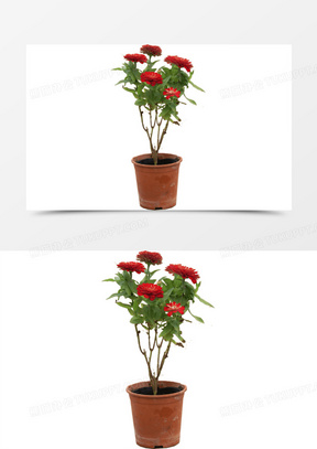 透明花素材 透明花图片 透明花素材图片下载 熊猫办公