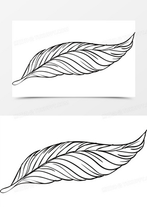 美丽孔雀羽毛线稿