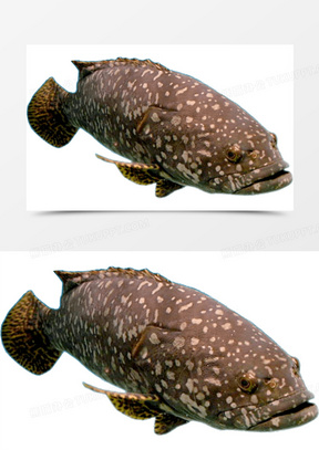海洋鱼类深海鱼斑点身子