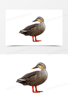 鸭嘴素材_鸭嘴图片_鸭嘴素材图片下载_熊猫办公