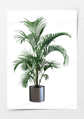 立体植物图片素材