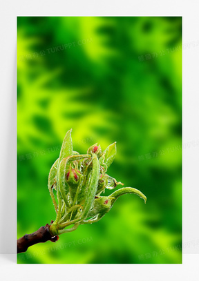 创意大气清新春天树枝万物复苏新芽万物生长背景