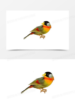 百灵鸟图片素材