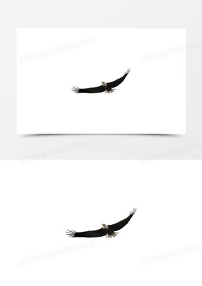 老鹰飞翔图片素材