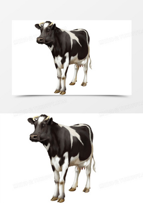 黑白奶牛背景图图片