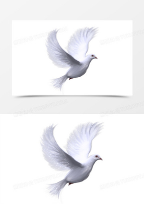 飞鸽图片素材