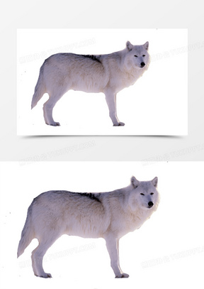 大漠雪狼图片高清大图