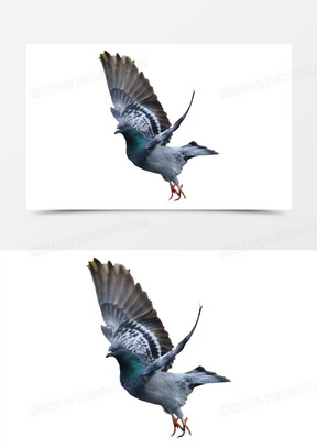 鸽子飞图片素材