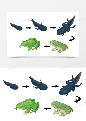 小蝌蚪的生长过程图画图片