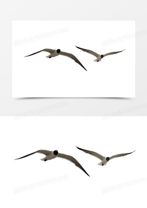 自由飞翔创意图片