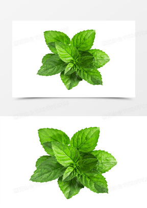 薄荷叶图片素材