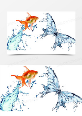 水蝴蝶图片素材