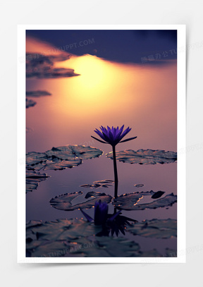 池莲花荷叶锦鲤免抠元素210女孩再荷花池祈福祷告元素332荷花池70地产