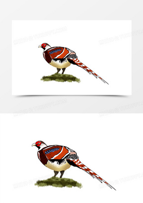 手绘卡通珍稀动物白颈长尾雉元素