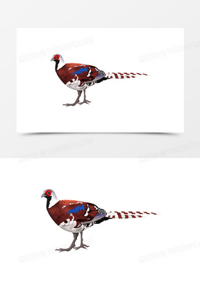 卡通手绘国家保护动物白颈长尾雉元素